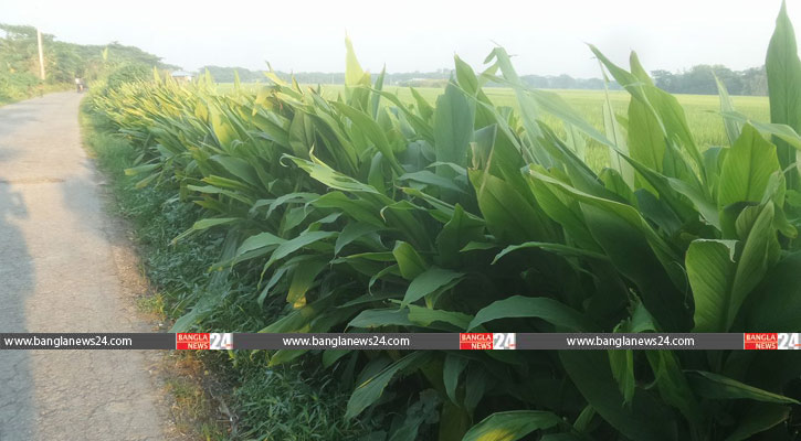 রাস্তার পাশে হলুদ চাষে কৃষকের সাফল্য