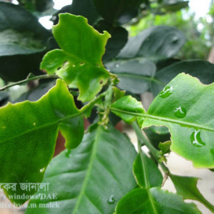 বাতাবি লেবুর প্রজাপতি