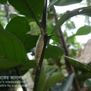 বাতাবি লেবুর প্রজাপতি