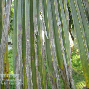 নারিকেলের পাতার ব্লাইট রোগ