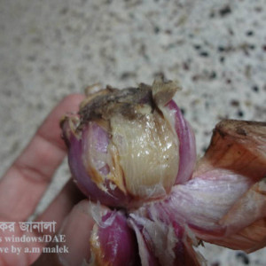 পেঁয়াজের বাল্ব পচা রোগ