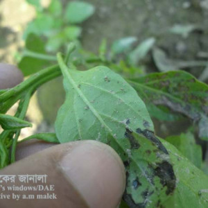 মরিচের পাতার দাগ রোগ
