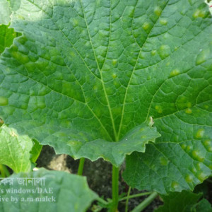 বাঙ্গির ডাউনি মিলডিউ রোগ