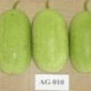 বারি চালকুমড়া ১