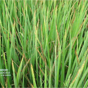 পটাশ সারের ঘাটতি