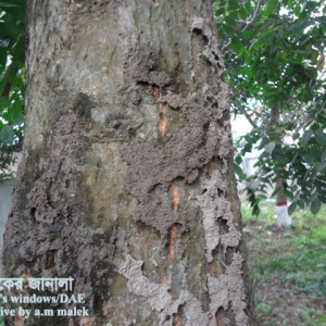 কামরাঙ্গার উঁইপোকা