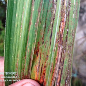 আখের চক্ষু দাগ রোগ