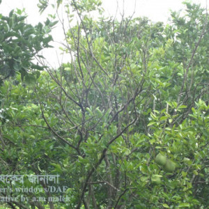 জামবুরার আগা মরা রোগ