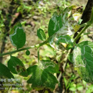 টমেটোর পাতা সূড়ঙ্গকারী পোকা